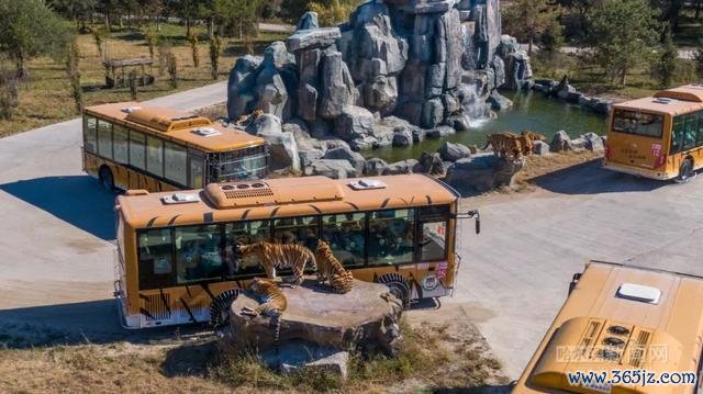 国庆假期哈尔滨东北虎林园游东谈主如织 延迟怒放时辰迎客