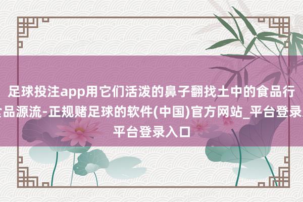 足球投注app用它们活泼的鼻子翻找土中的食品行为食品源流-正规赌足球的软件(中国)官方网站_平台登录入口